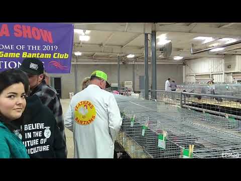 ABA Judge Danny Feathers Critiques Bantam Cochins.