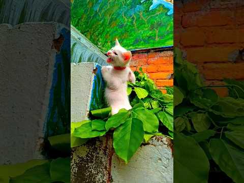 Jolly mood of white fluffy kitten ##cuteanimal #cute #funny