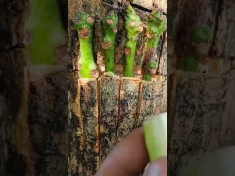 Tricks for grafting mango tree multiple very unique, Best Natural Banana