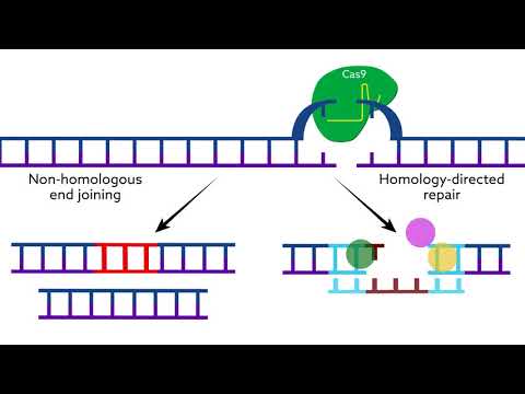 Making CRISPR Cas9 work in the brain