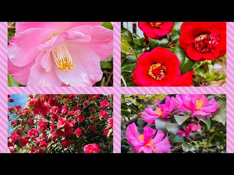 Camellia Collection in my Garden | Camellia Japonica | Camellia Sasanqua