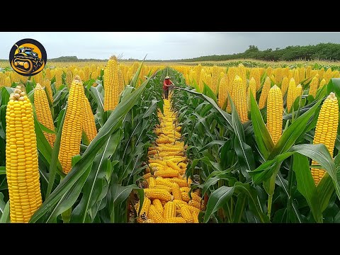 How Corn Helps In A Reduced-carb Meal - Agriculture With Grand Machine