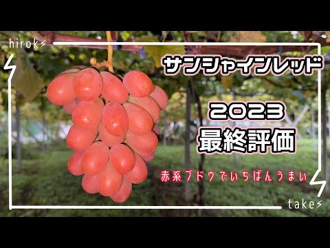 サンシャインレッド2023最終評価