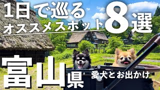 【犬連れ旅行】このプランなら１日でまわれます！!富山の絶対外せないスポットから穴場の観光スポットまで愛犬チワワと巡ってきた