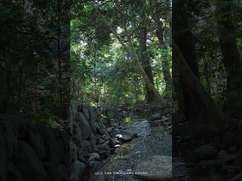 【季節の名所紹介：下鴨神社 糺の森】