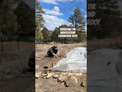 Today on the Homestead:Colorado Garden Walpini Fix | Underground Greenhouse Prep for Spring #shorts