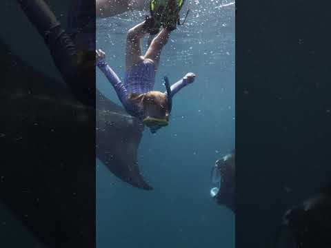 3 YR OLD FREE DIVES WITH GIANT MANTA RAYS!! 🧜🏼‍♀️ #freedive #mantarays #islandlife