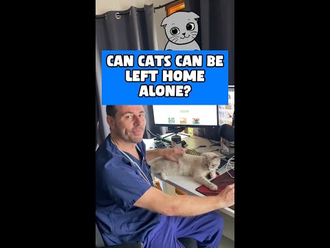 Dr Evan - Can you leave your cat home alone? 🙀