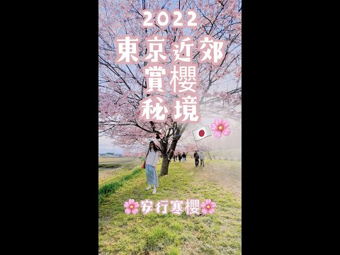 2022 Japanese Cherry Blossoms🌸Hanami Walk｜A Secret Sakura Viewing Site｜Japan Travel｜#shorts