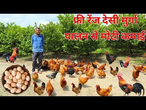 नौकरी के साथ दासी मुर्गी पालन से मोटी कमाई I Desi Murgi Farm Business Plan I Desi Poultry Farm