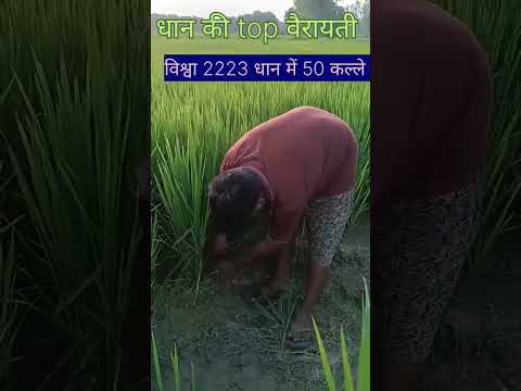 धान की सबसे ज्यादा उत्पादन देने वाली वैरायटी #farmer#धान #trending #वायरल video #harlal विश्वा धान#