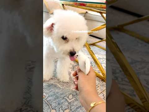 #shorts#youtubeshorts#viralvideo#pets#dog#cute#video#