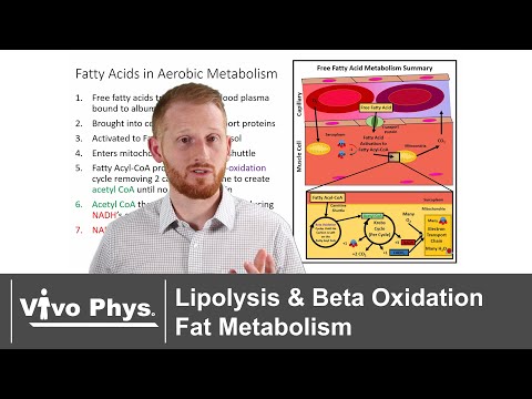 Lipolysis and Beta Oxidation - Fat Metabolism