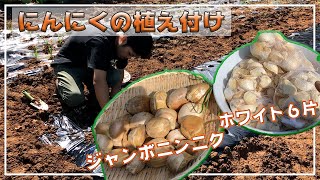 【にんにく栽培】大量！！ホワイト六片、ジャンボにんにくの植え付け