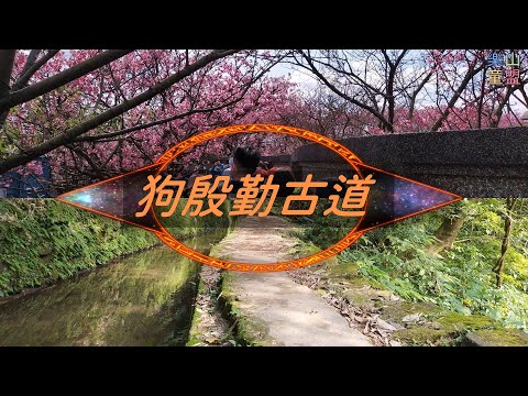 [台北士林] 新春賞櫻(狗殷勤古道-平菁步道) / Gouyinqin Historic Trail,Pingjing Trail