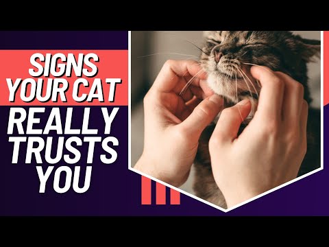 5 Signs Your Cat Trusts You