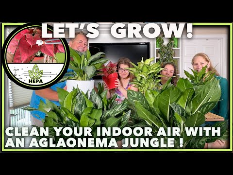 BREATHE  EASY & LIVE A JUNGLE LIFE:  Mastering Aglaonemas,  Air-Purifying Houseplant Heroes!