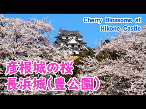 Cherry Blossoms at Hikone Castle with Relaxing Music ( Shiga Pref. ) / Spectacular Views of Japan