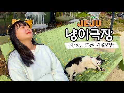 제주도 고양이 다큐 브이로그 | D + 10 | 고양이도 MBTI가 있는듯? 🐈 성격이 너무다른 세 고양이 | 카페 송당나무