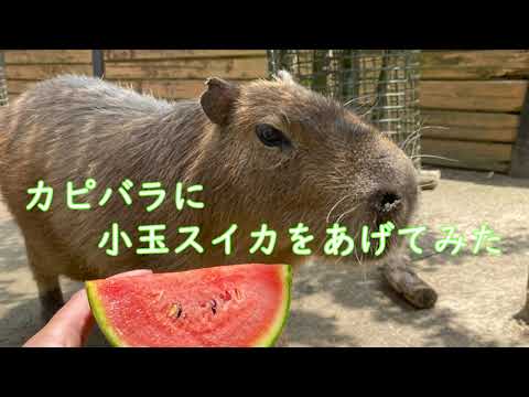 カピバラに小玉すいかをあげてみた🍉