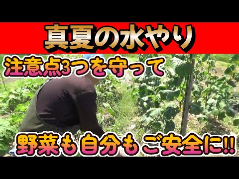 【家庭菜園】野菜を枯らさないのも大事だけど、自分も熱中症にならないのも大事!!真夏の水やりのポイント!!【家庭菜園】【農業初心者】【園芸】