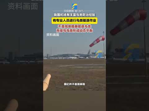 12月29日，韓國濟州航空一客機遭遇鳥類撞擊，最終導致爆炸事故，我國機場有豐富的鳥類防治經驗，由專業人員進行鳥類驅逐工作，不是簡單驅逐鳥類，而是讓鳥覺得“外面的生活更好”#機場 #飛機