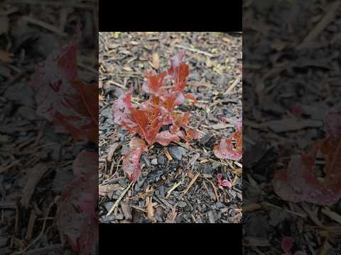 Still Harvesting & Planting in December in Zone 9a || DHBG