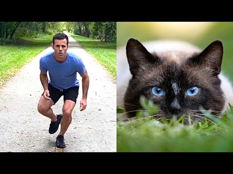 How animals would act if they were people. (Compilation)