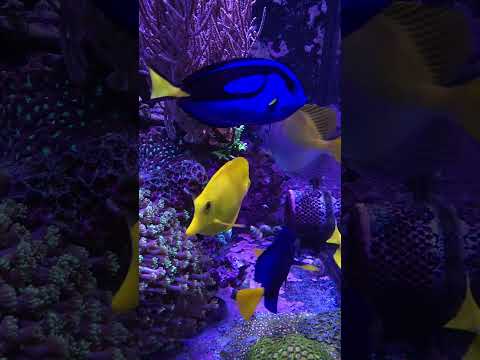 Multiple yellow tangs in the 300 gallon