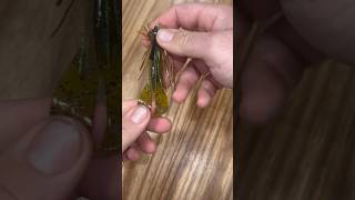 Rigging a winter bass football jig! #shorts #fishing #fishingtips #entertainment #2024