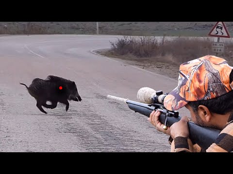 AMAZING WILD BOAR HUNTS - PERFECT SHOTS - CAÇADA DE JAVALI - EFSANE DOMUZ AVI MACERASI