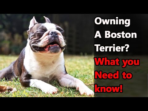 Boston Terrier: The Pros & Cons of Owning One