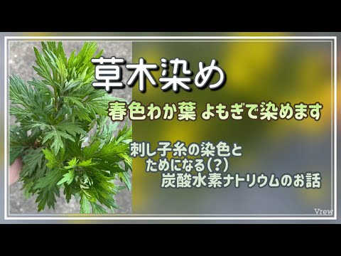 98.【草木染め】春のわか葉よもぎで染めました│刺し子糸コットンの染色