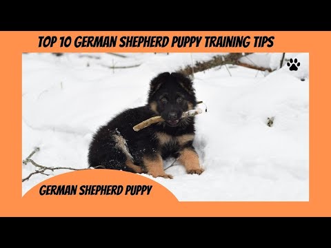 GERMAN SHEPHERD; Top 10 German Shepherd puppy Training Tips