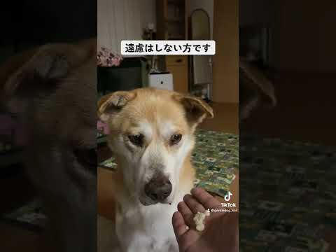 射程距離に入ったら行きます。 #保護犬を家族に #doggo #doggo #doglover #rescuedog #犬のいる暮らし #dogs