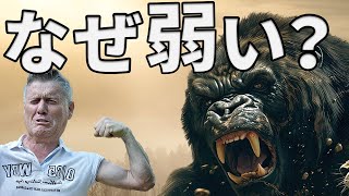 人がゴリラやチンパンジーより弱い理由がこちら【解説動画】