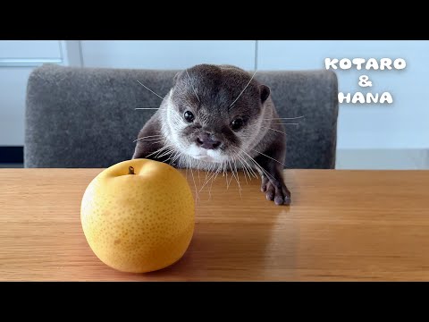 Otters vs. Pears - Ignoring ‘Don’t Play with Your Food’ on a New Level