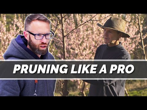 Learning to Master The Principles of Pruning Fruit Trees