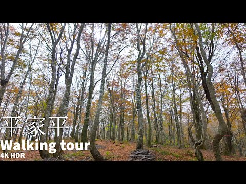 Heike Daira Walking under the slightly early autumn leaves Japan 4KHDR 平家平 少し早い紅葉の下を散策 福井県大野市