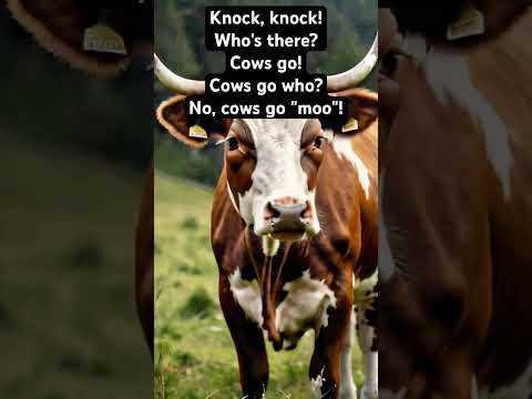 Knock knock joke on cow #knockknock #jokes #cows