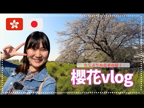 日常vlog 睇櫻花🌸 | 桜vlog