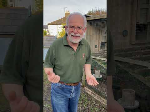 Hey Phill: Hens Not Eating But They're Hungry? #shorts #shortsvideo #chickens #eating #hungry #hens