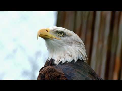 Bald Eagle | Copyright Free Video Footage