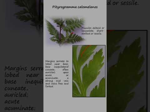 Silverback fern, Pityrogramma calomelanos (Family Pteridaceae) Fern identity# Plants#