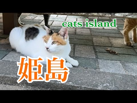 船着場の休憩所　いつもと違う The rest area at the wharf is different from usual【姫島】【夏休み2024】【猫島巡り】