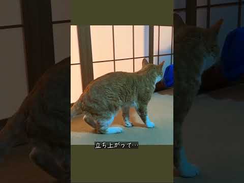 縁側ねこ コタの思い出｜居間でぺろぺろ＆のんびりタイム