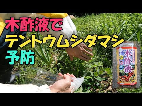 【テントウムシダマシ】木酢液でテントウムシダマシ予防