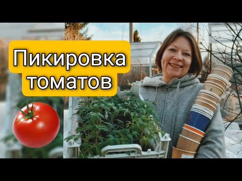 Как правильно пикировать томаты, все тонкости и нюансы | Когда и как нужно пикировать рассаду