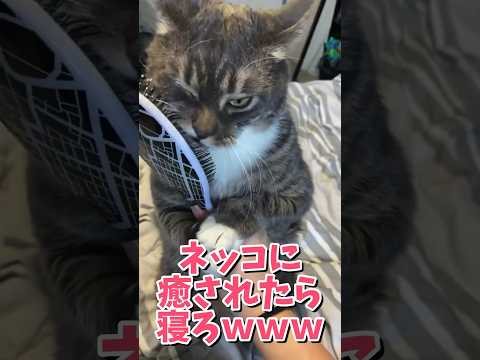 ネッコの動画で癒されたら寝ろｗｗｗ　#2ch #2ch動物スレ #2ch面白いスレ #動物 #犬 #猫 #癒やし #ねこ