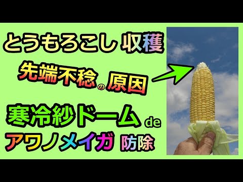 【トウモロコシ収穫 寒冷紗ドームでメイガ防除 2021】先端不稔の原因 家庭菜園28年目  無農薬 半自給自足